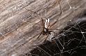 Latrodectus_hasselti_D3642_Z_90_Hamelin pool_Australie